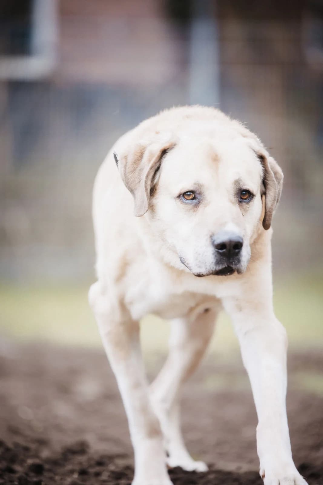 Semmel, male senior Mixed Breed for adoption at Tierheim Ludwigshafen, Ludwigshafen/Rheim