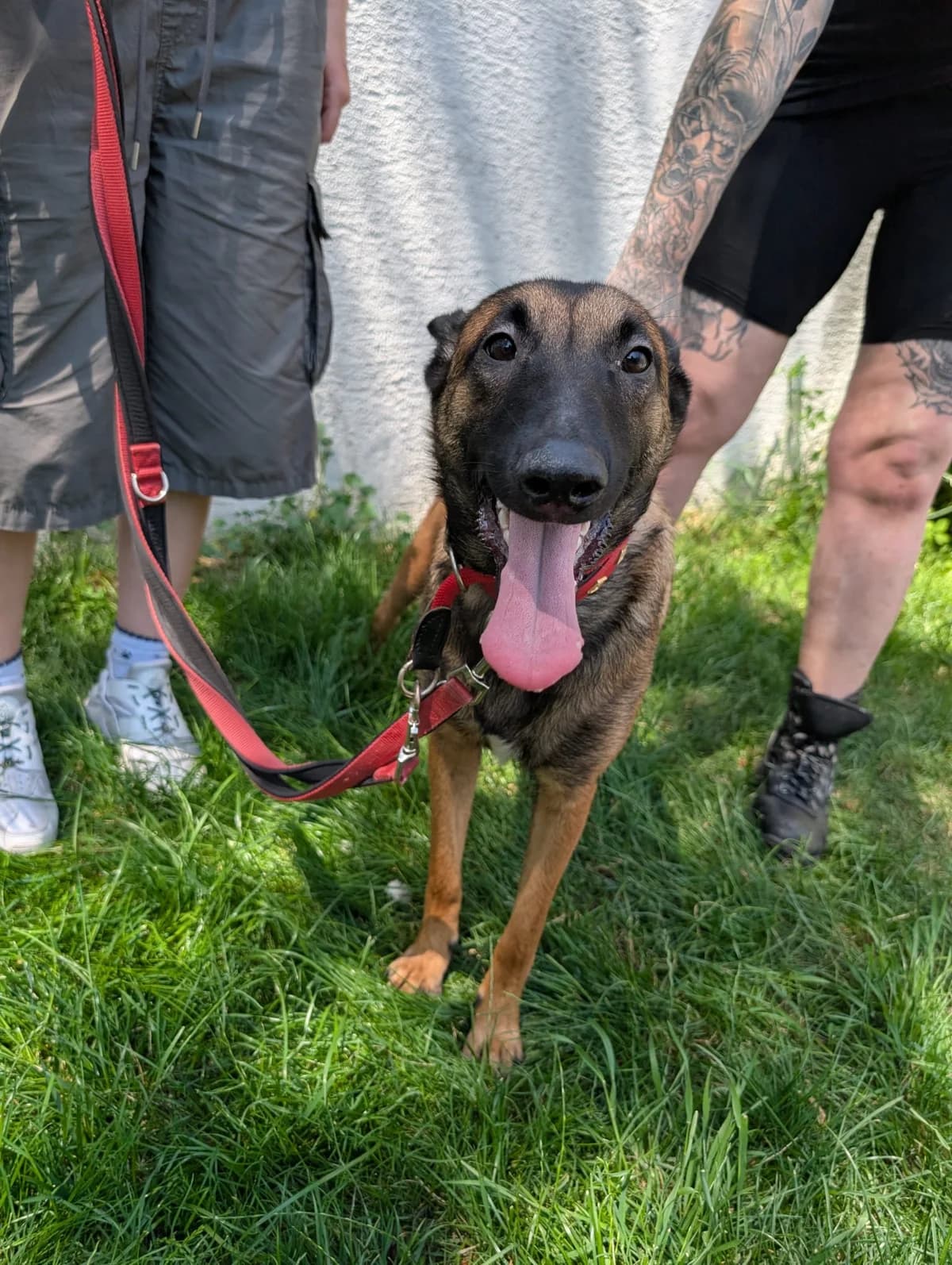 Spice, female young Belgian Malinois for adoption at Tierheim Ludwigshafen, Ludwigshafen/Rheim