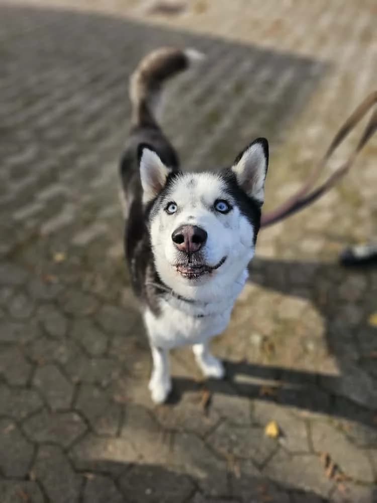 Spot, male senior Husky for adoption at Tierheim Ludwigshafen, Ludwigshafen/Rheim