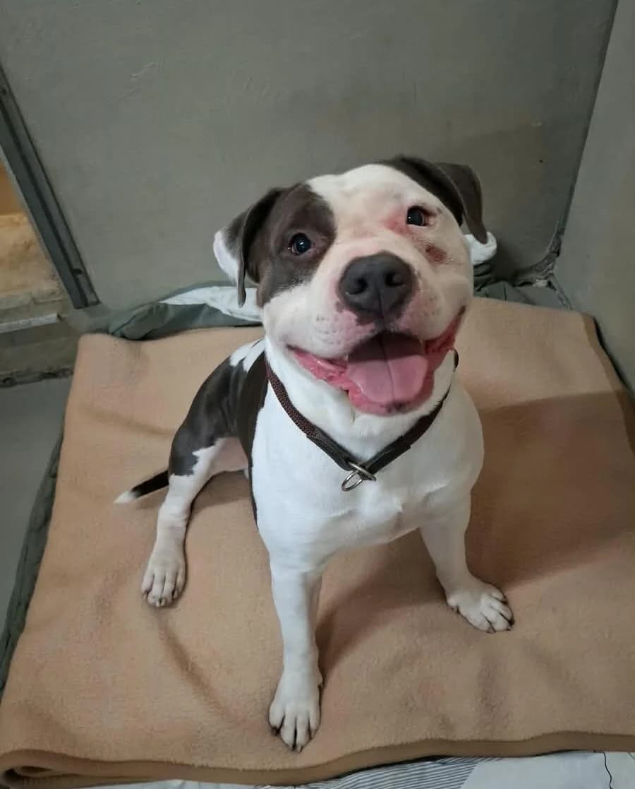 Stitch, male 3yo American Staffordshire Terrier for adoption at Tierheim Ludwigshafen, Ludwigshafen/Rheim