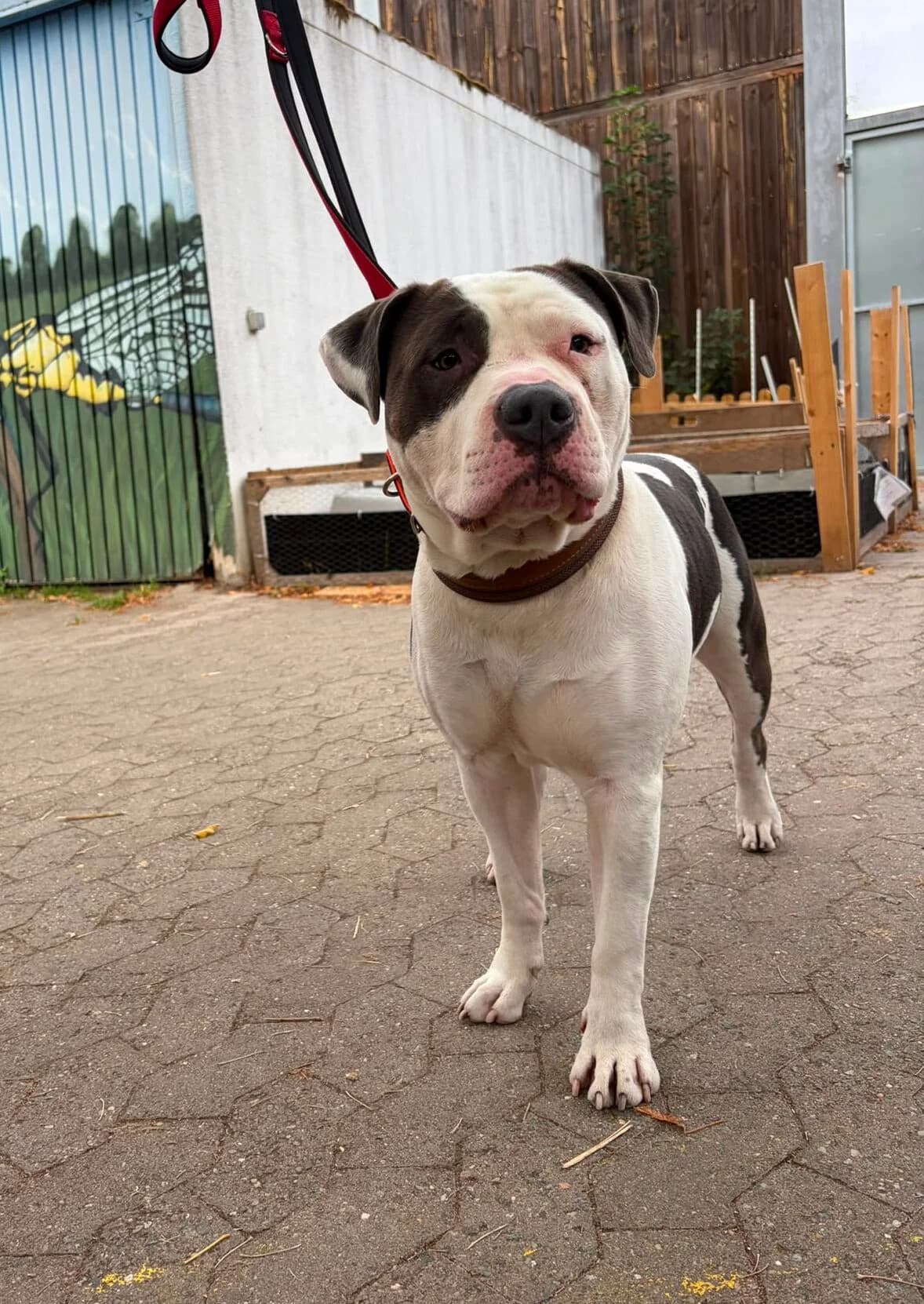 Stitch, male 3yo American Staffordshire Terrier for adoption at Tierheim Ludwigshafen, Ludwigshafen/Rheim