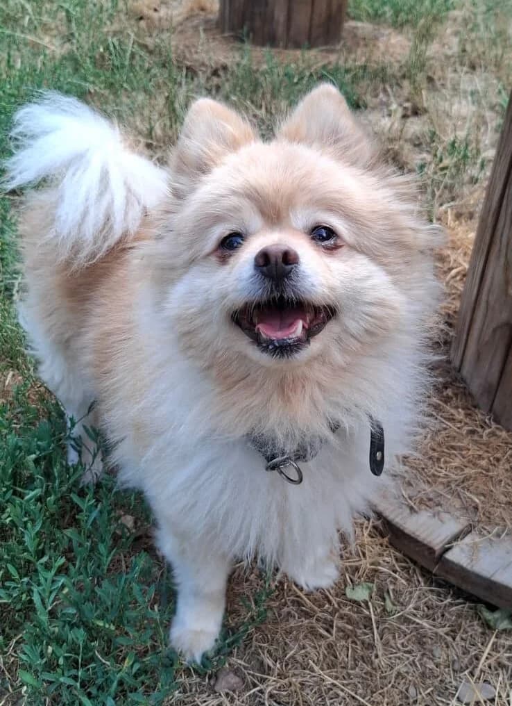 Süßkartoffel, female 5yo Pomeranian for adoption at Tierheim Ludwigshafen, Ludwigshafen/Rheim