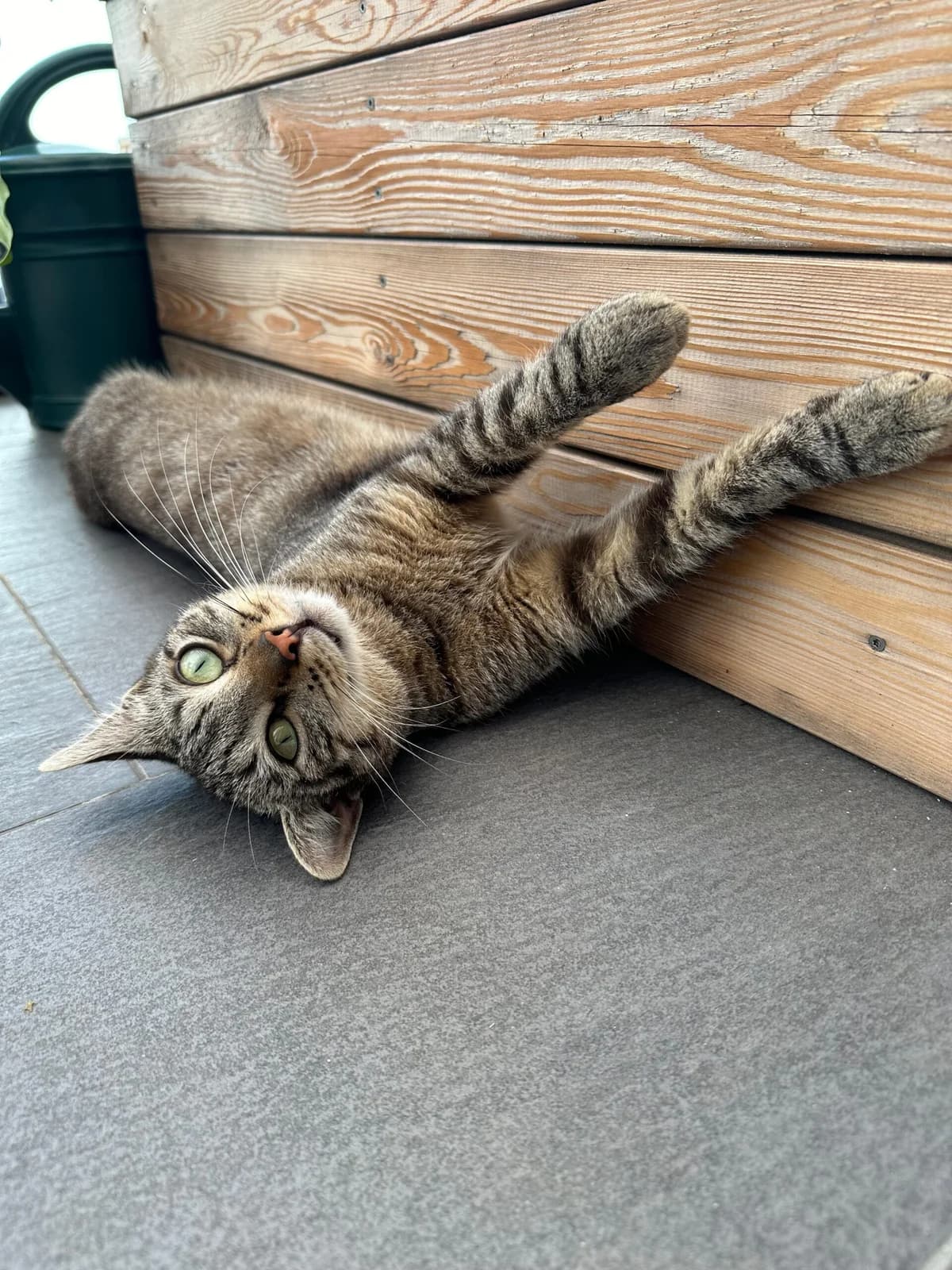 Tabaluga, male 5yo European Shorthair for adoption at Tierheim Ludwigshafen, Ludwigshafen/Rheim