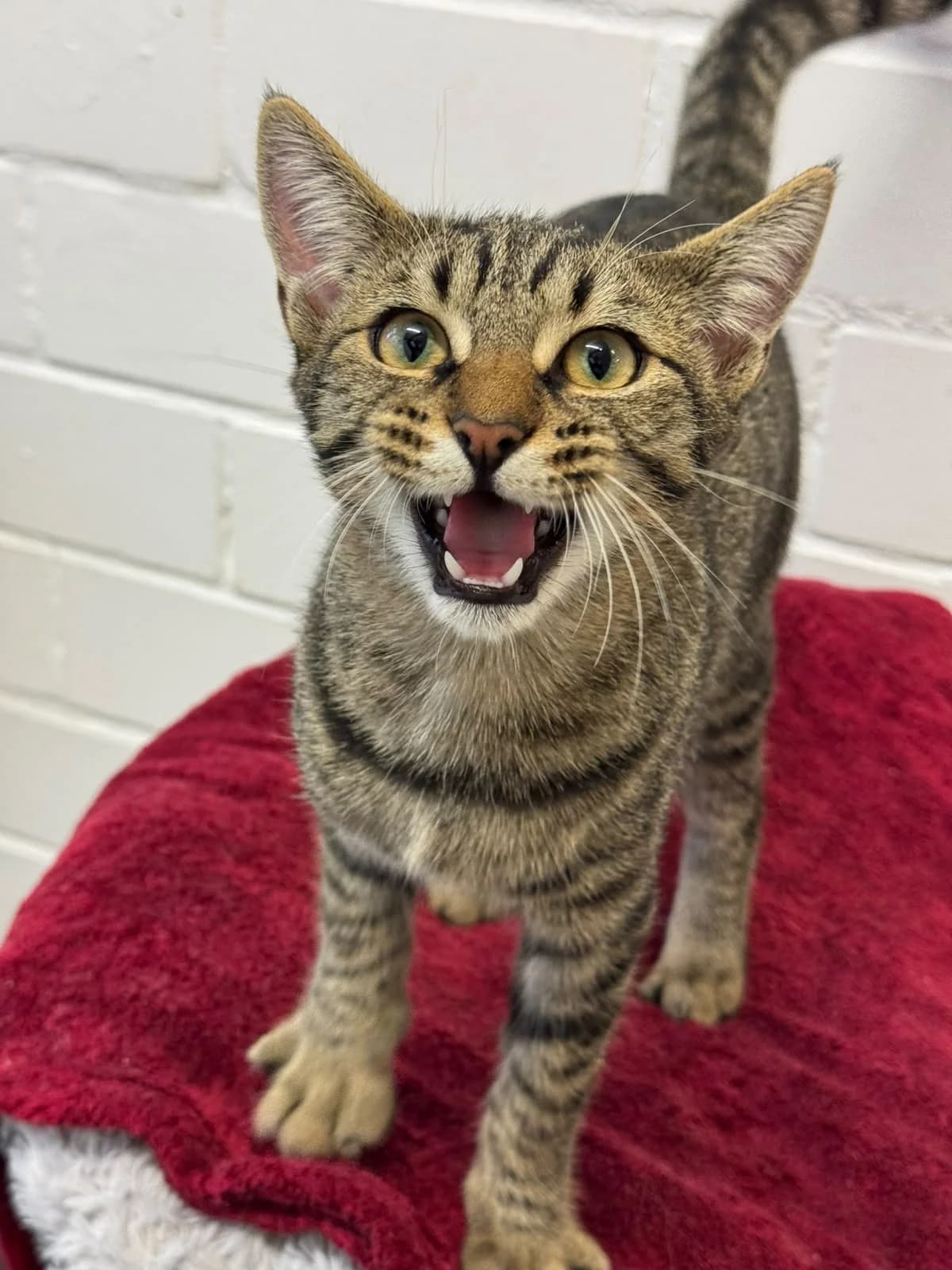 Tarek, male puppy European Shorthair for adoption at Tierheim Ludwigshafen, Ludwigshafen/Rheim