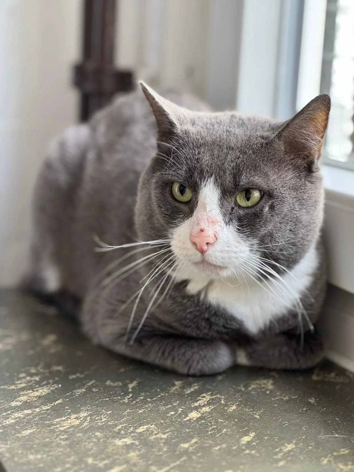 ThaddΓ€us, male 3yo European Shorthair for adoption at Tierheim Ludwigshafen, Ludwigshafen/Rheim