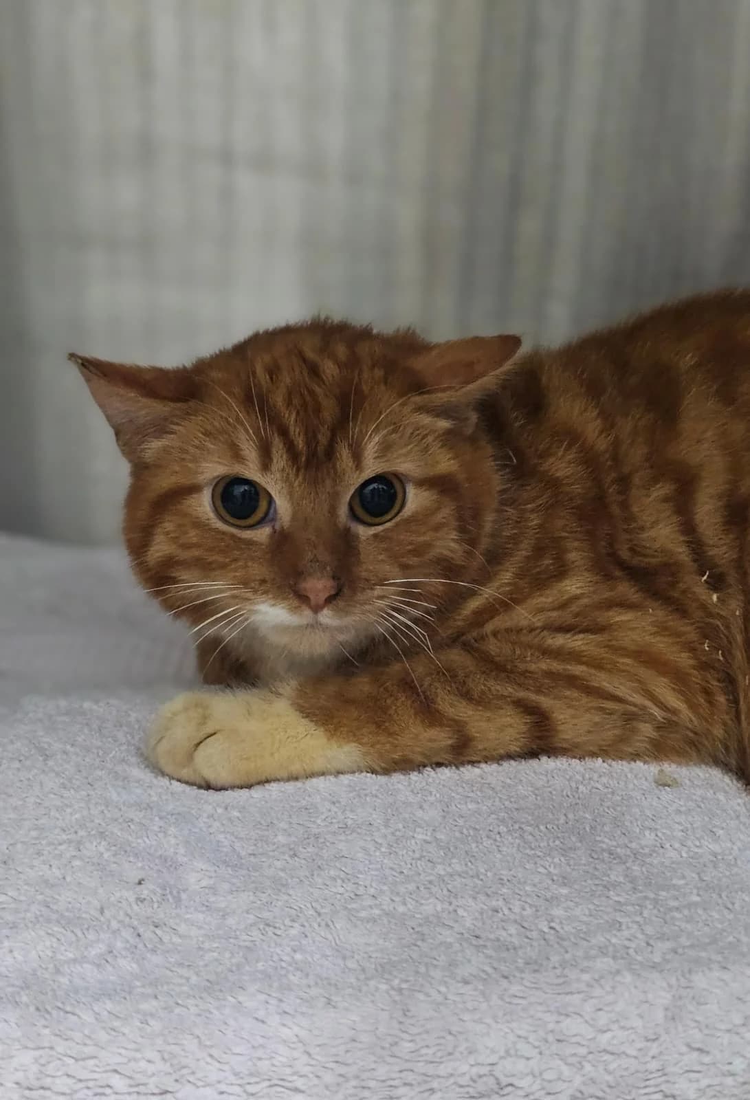 Timothy, male European Shorthair for adoption at Tierheim Ludwigshafen, Ludwigshafen/Rheim
