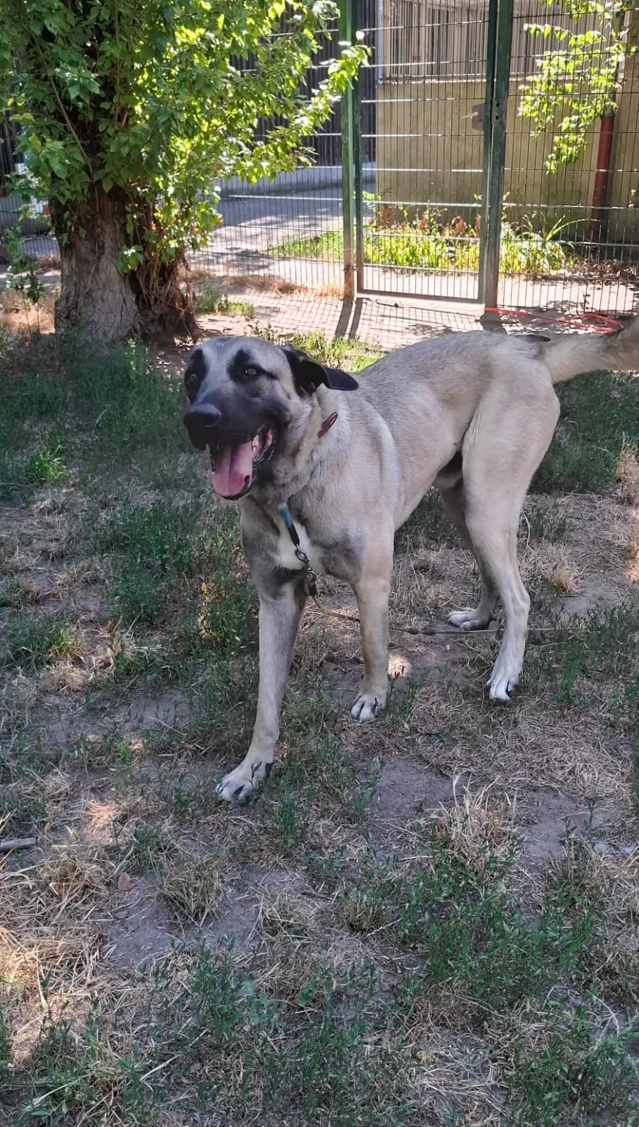 Titou, male young Kangal for adoption at Tierheim Ludwigshafen, Ludwigshafen/Rheim