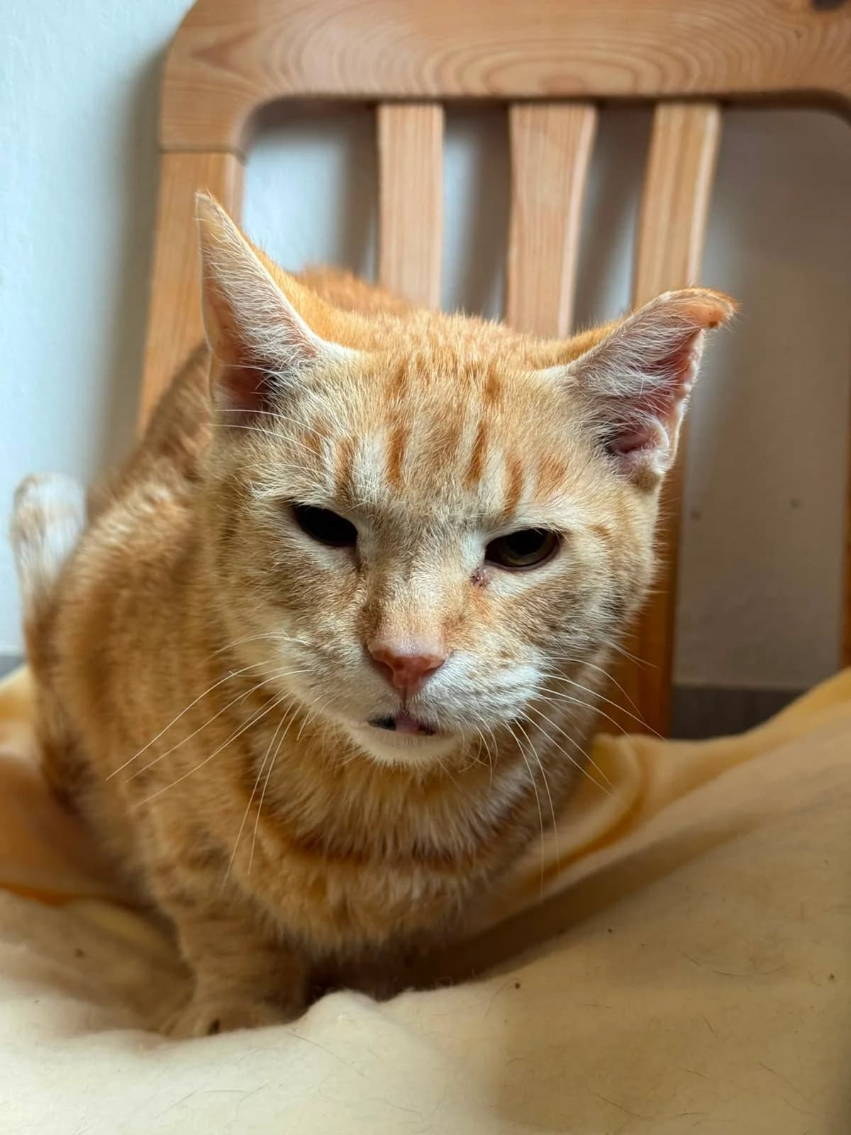 Tjark, male senior European Shorthair for adoption at Tierheim Ludwigshafen, Ludwigshafen/Rheim