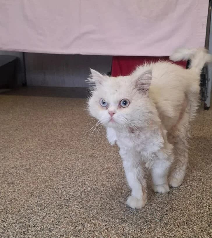 Troll, male 3yo mixed breed for adoption at Tierheim Ludwigshafen, Ludwigshafen/Rheim