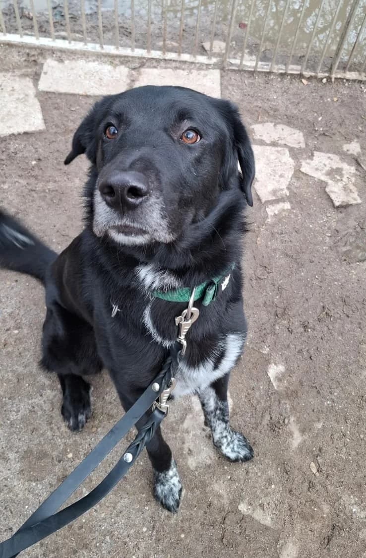 Tucker, male young Mixed Breed for adoption at Tierheim Ludwigshafen, Ludwigshafen/Rheim