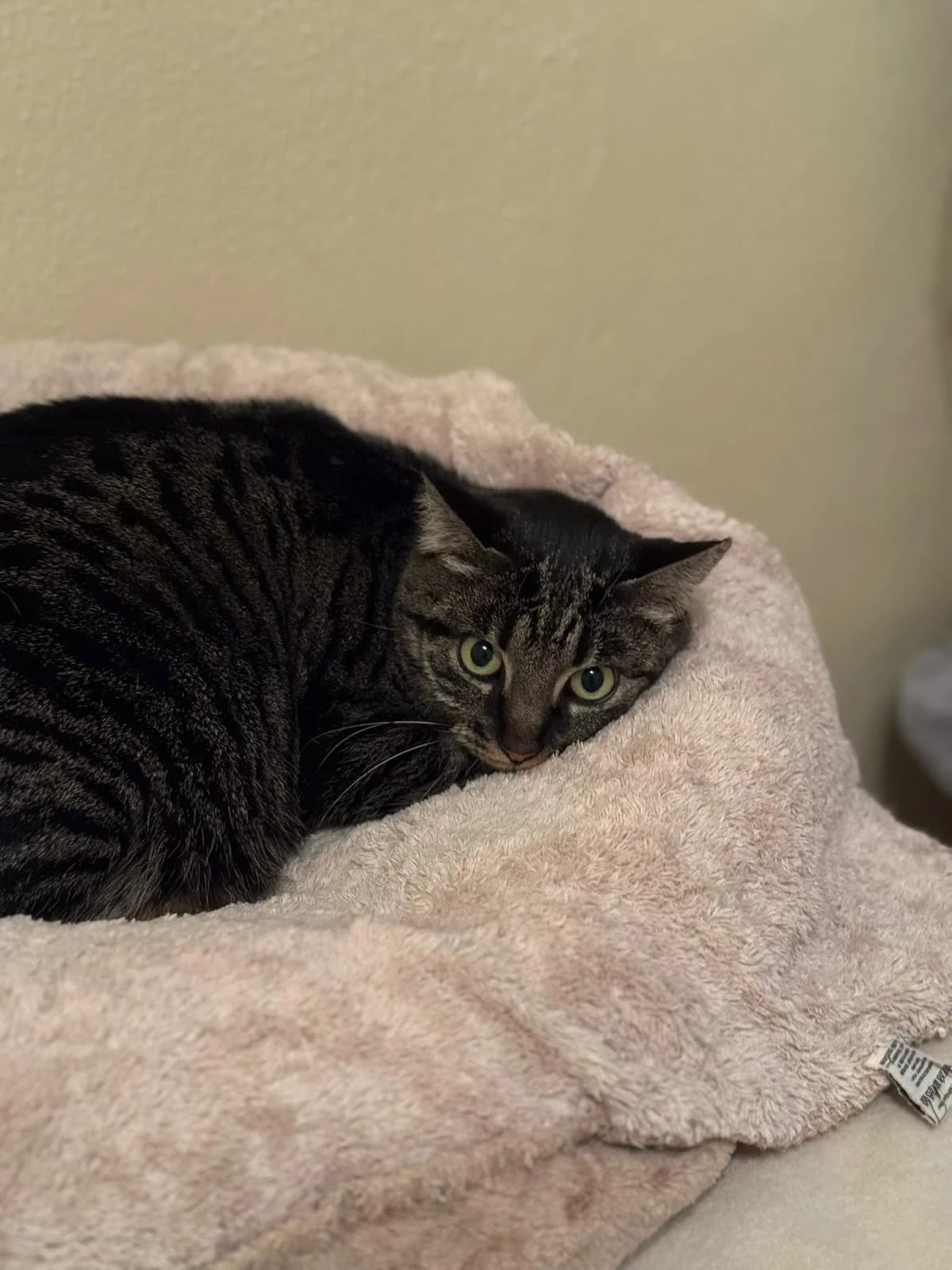 Ursel, female 7yo European Shorthair for adoption at Tierheim Ludwigshafen, Ludwigshafen/Rheim
