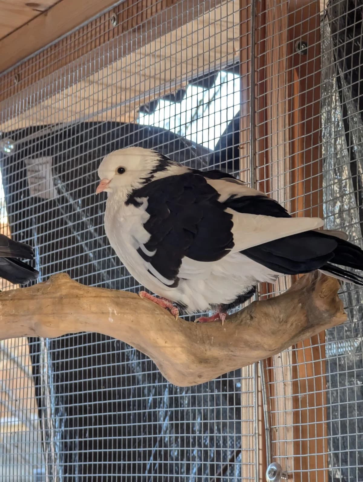 Ziertauben, mixed breed for adoption at Tierheim Ludwigshafen, Ludwigshafen/Rheim