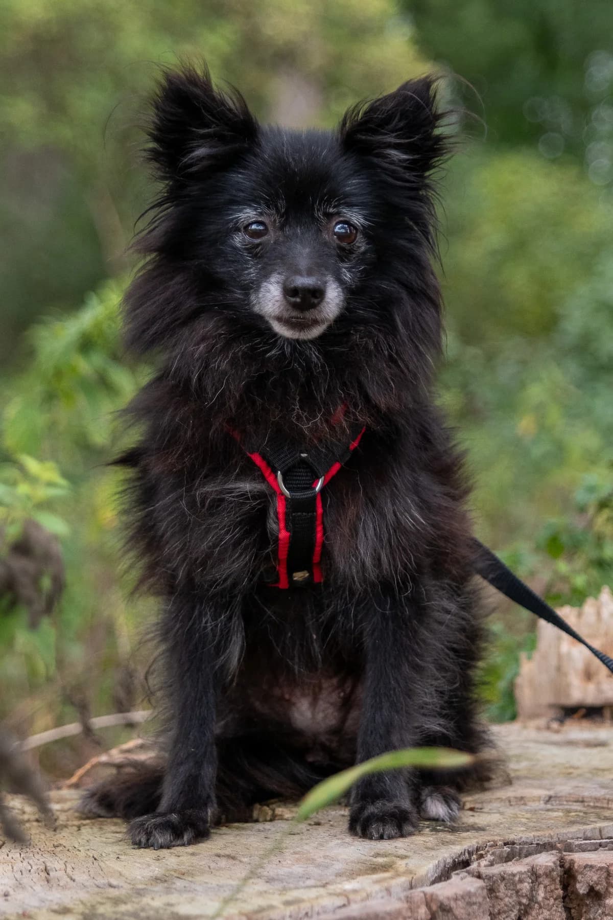 Amy, female senior Mixed Breed for adoption at Tierheim Lübbecke, Lübbecke