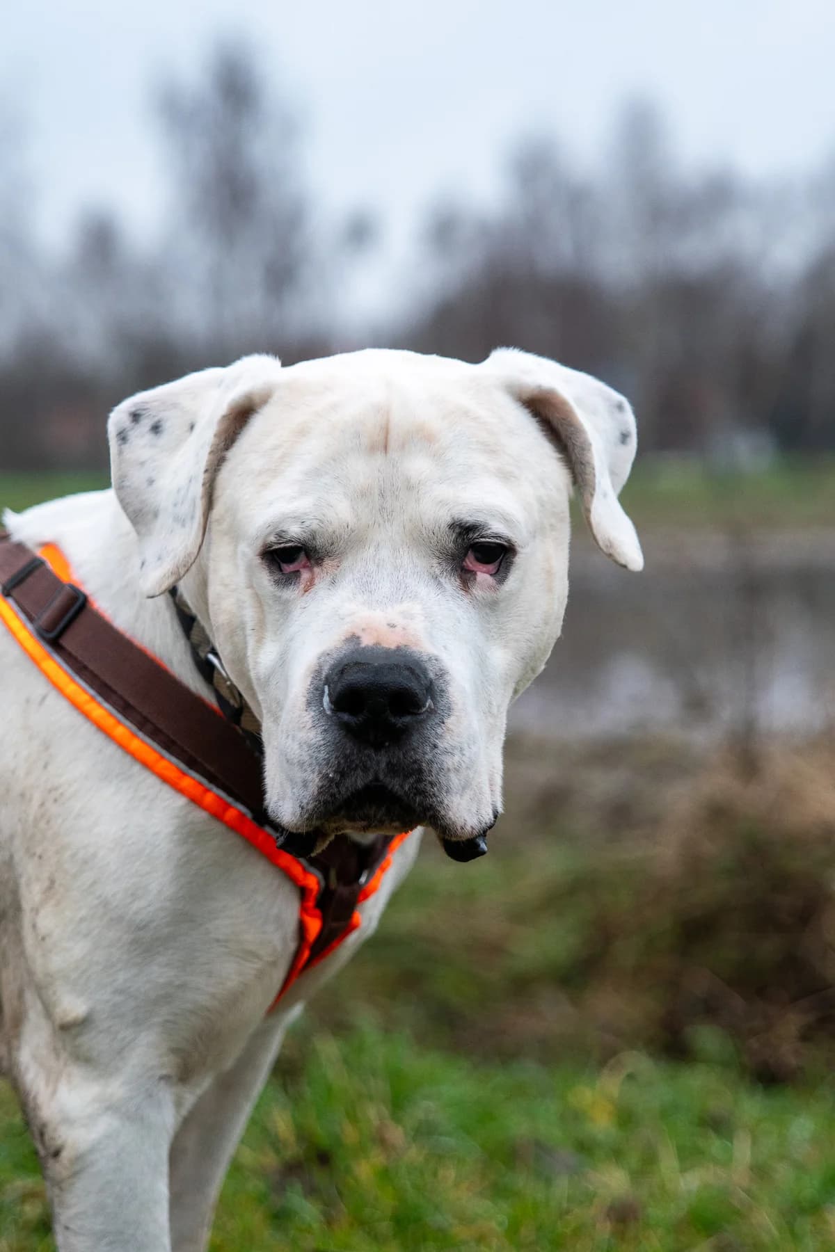 Attila *Notfall*, male Mixed Breed for adoption at Tierheim Lübbecke, Lübbecke