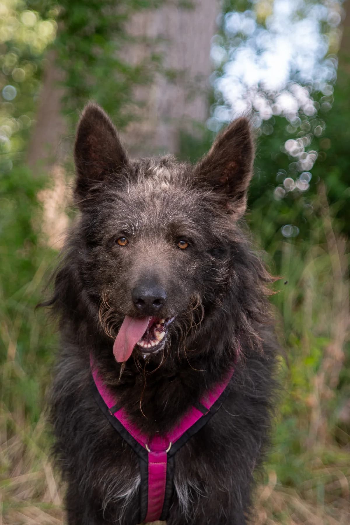Bobby, male 4yo Mixed Breed for adoption at Tierheim Lübbecke, Lübbecke