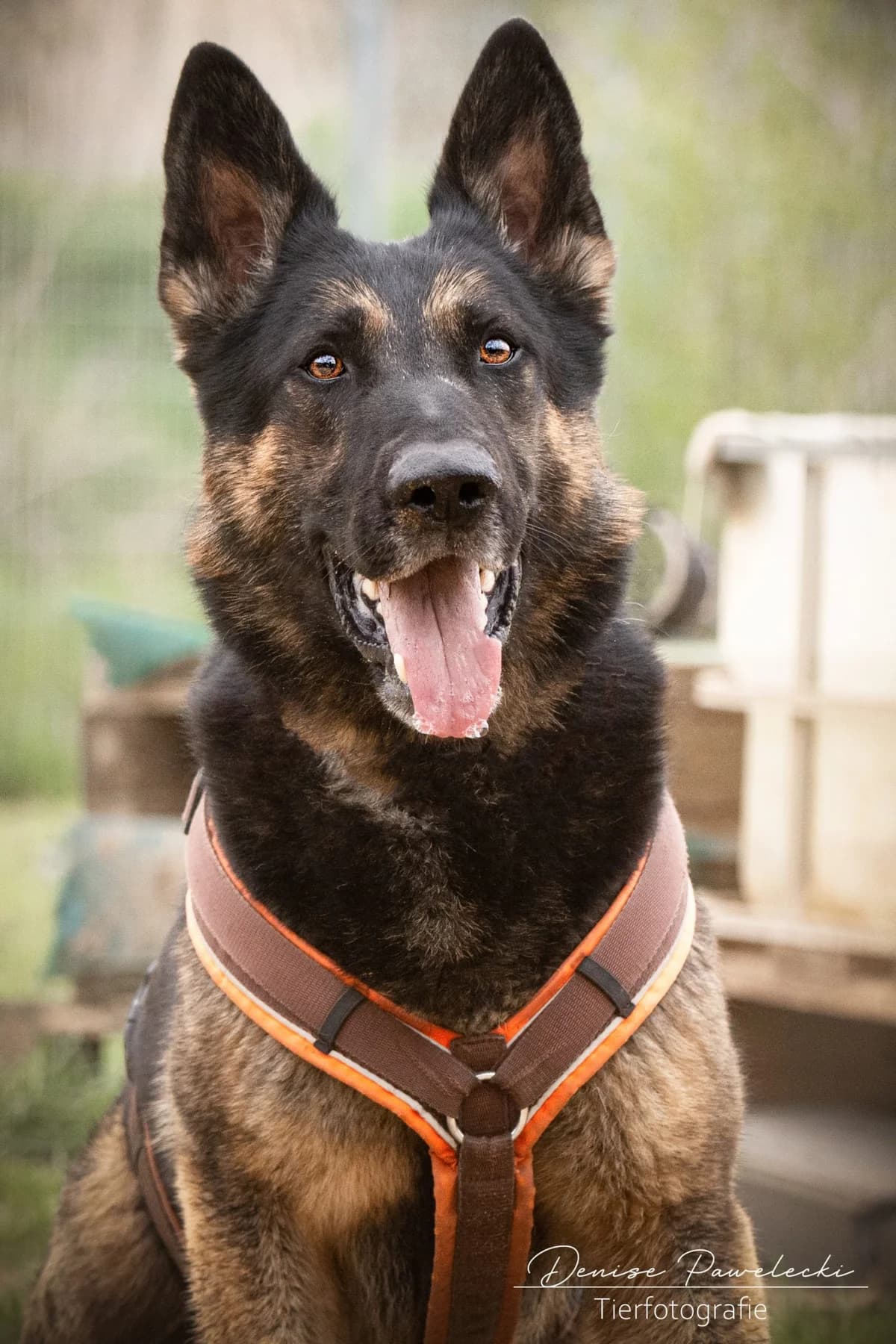 Bolle, male 5yo Mixed Breed for adoption at Tierheim Lübbecke, Lübbecke