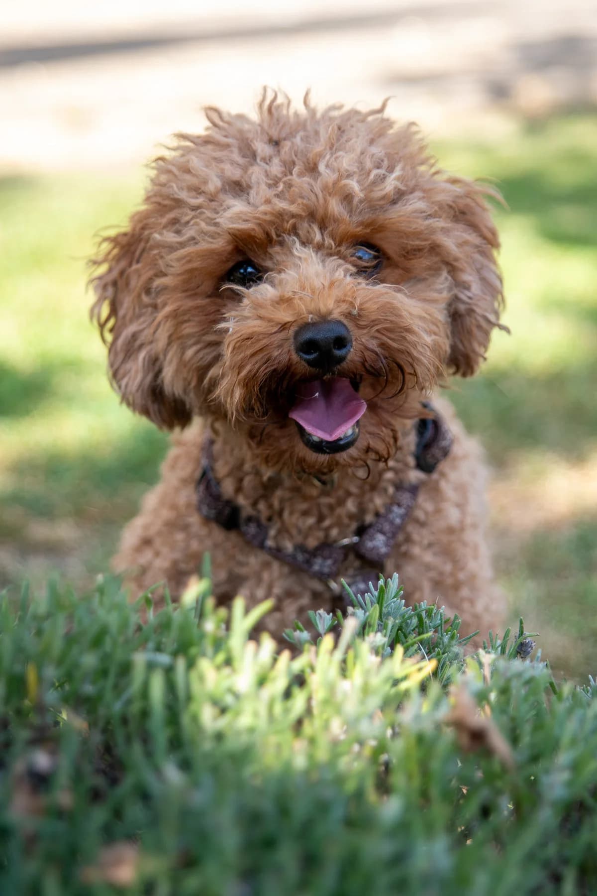 Boston, male Mixed Breed for adoption at Tierheim Lübbecke, Lübbecke