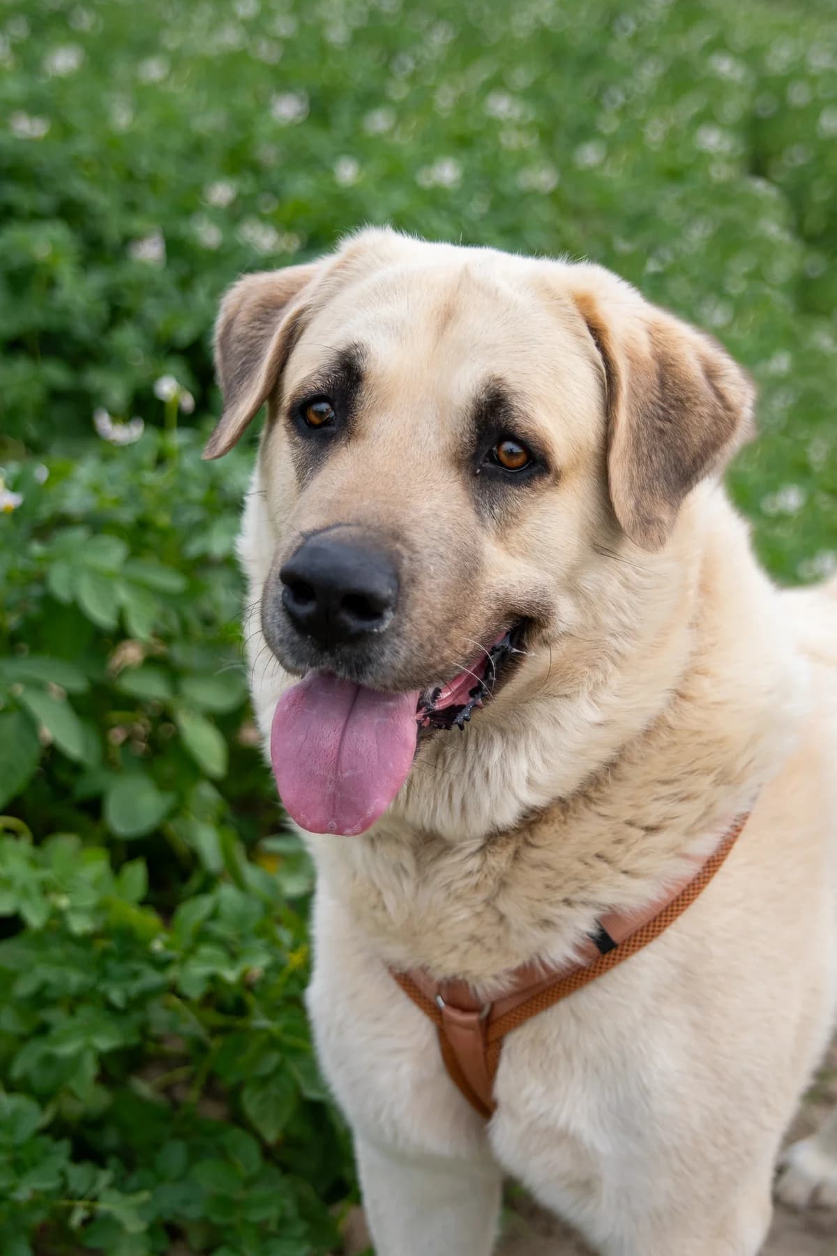 Bullut, male 5yo Mixed Breed for adoption at Tierheim Lübbecke, Lübbecke