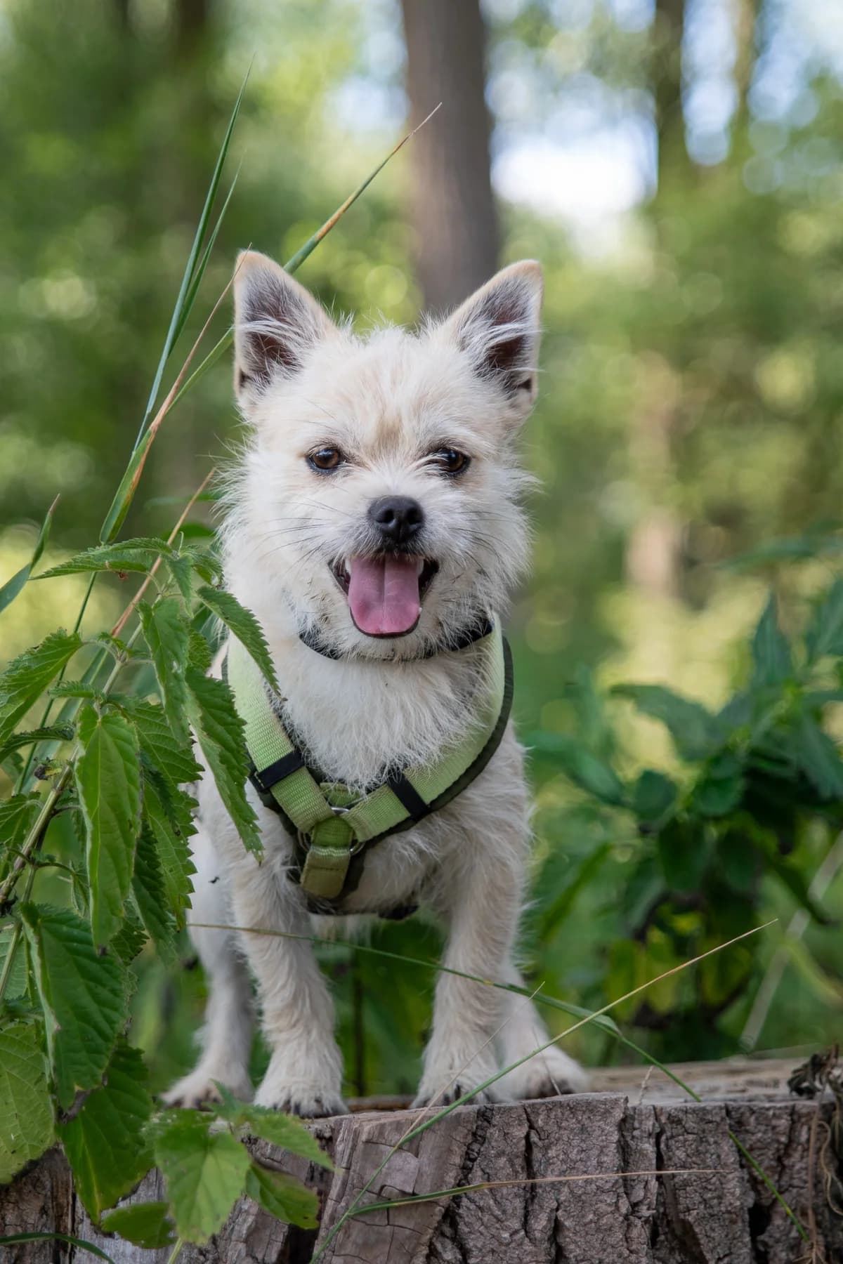 Freddi, male Mixed Breed for adoption at Tierheim Lübbecke, Lübbecke