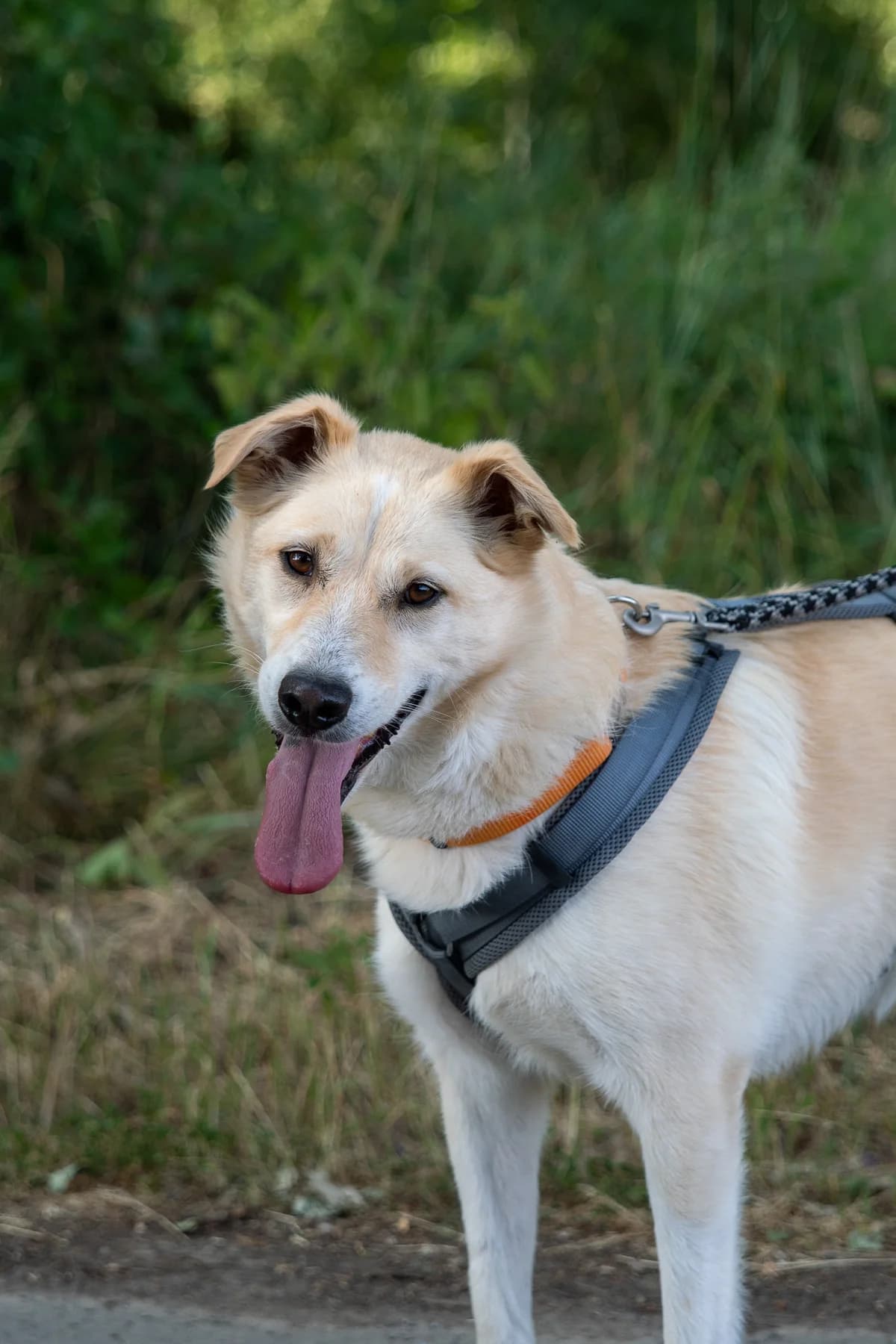 Jaffa, male 7yo Mixed Breed for adoption at Tierheim Lübbecke, Lübbecke