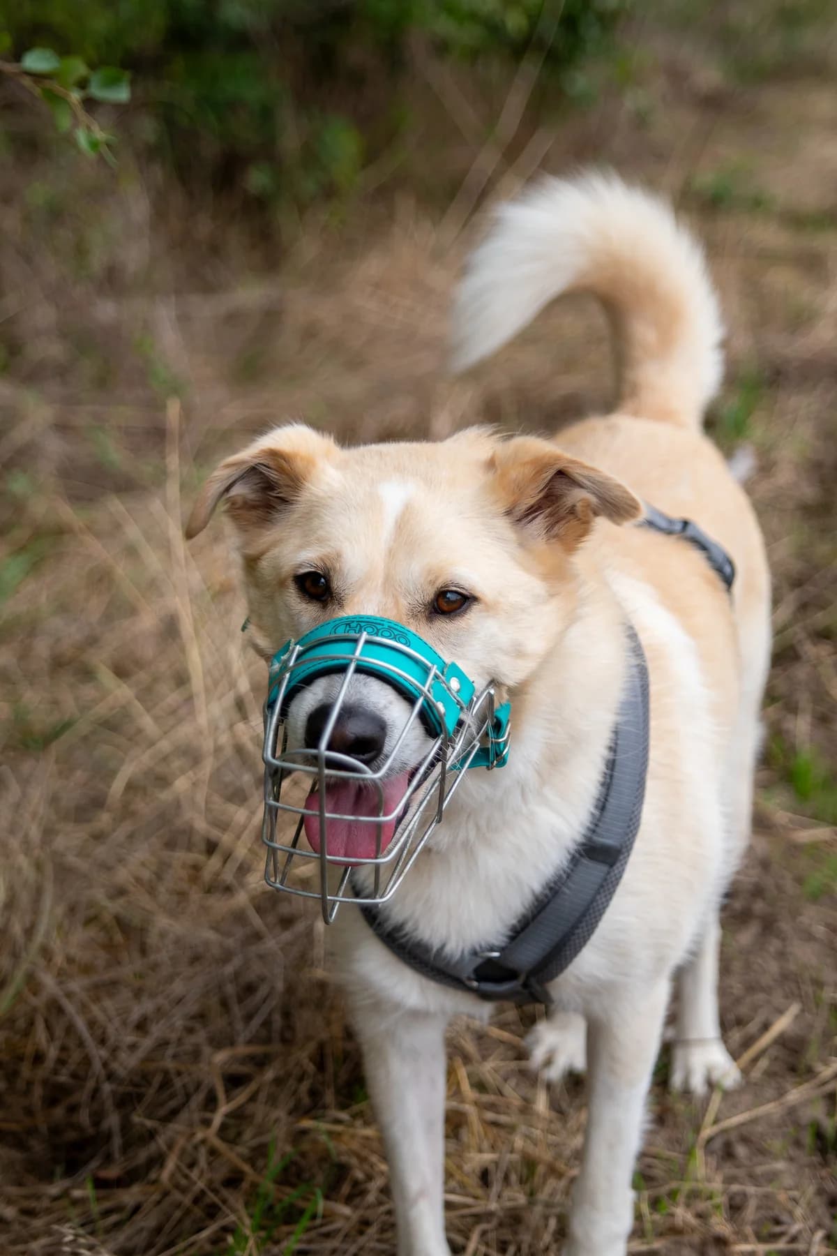 Jaffa, male 7yo Mixed Breed for adoption at Tierheim Lübbecke, Lübbecke