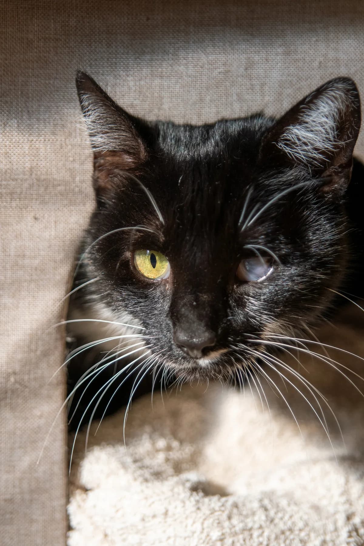 Juma, 4yo Mixed Breed for adoption at Tierheim Lübbecke, Lübbecke