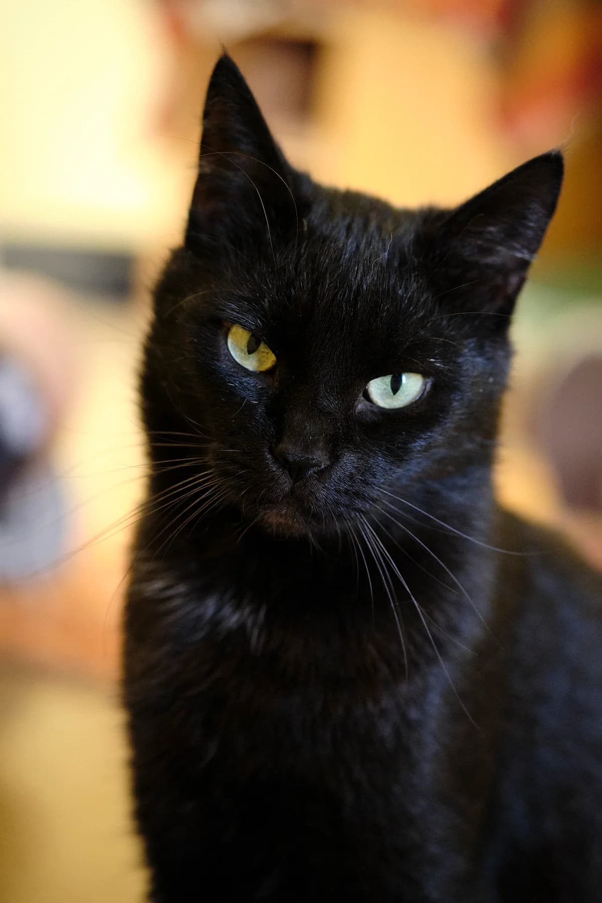 Krampus, young Mixed Breed for adoption at Tierheim Lübbecke, Lübbecke