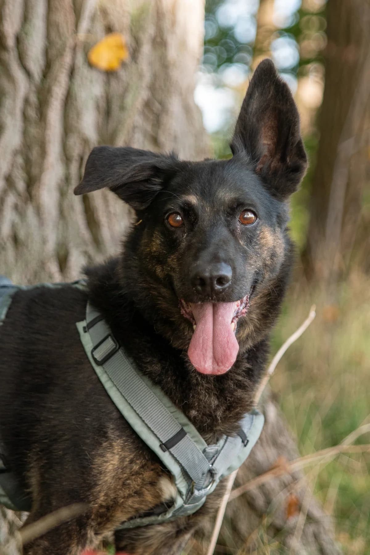 Laila, female senior Mixed Breed for adoption at Tierheim Lübbecke, Lübbecke