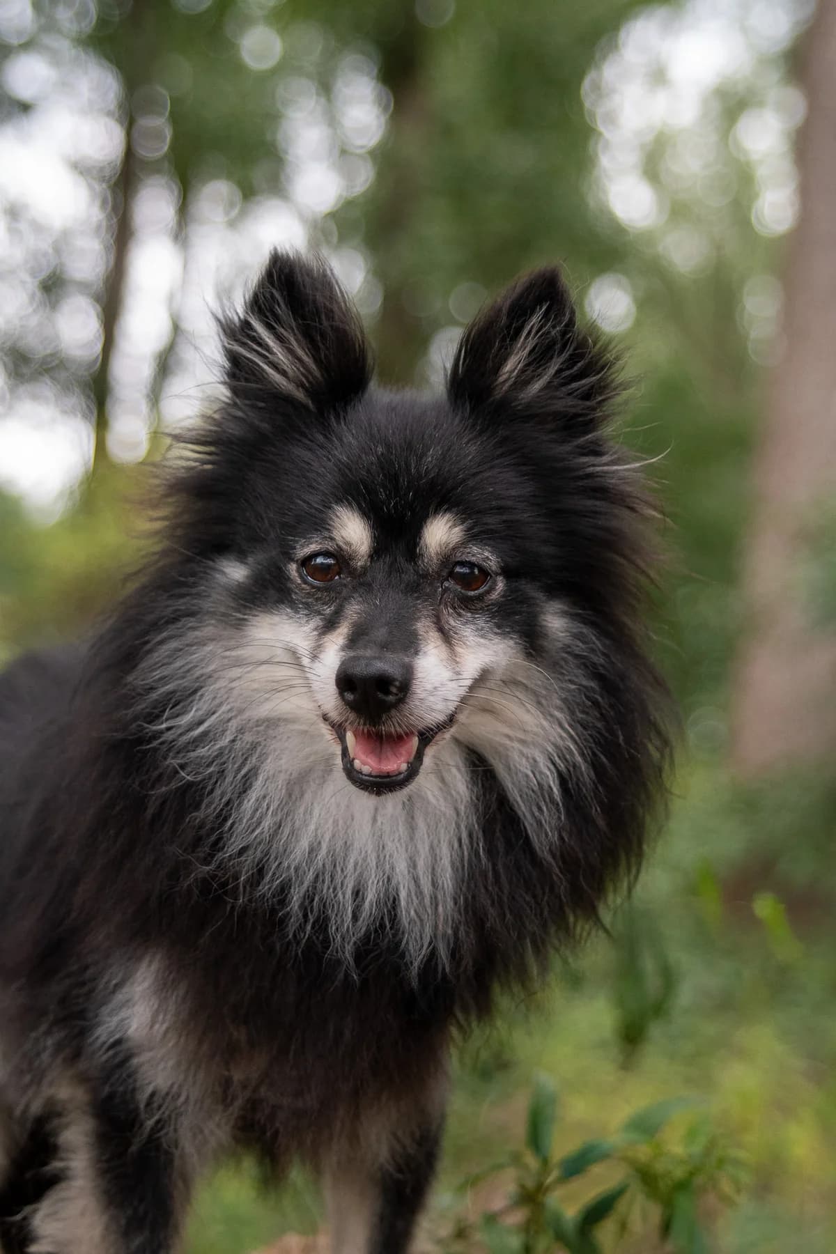 Luna, female senior Mixed Breed for adoption at Tierheim Lübbecke, Lübbecke