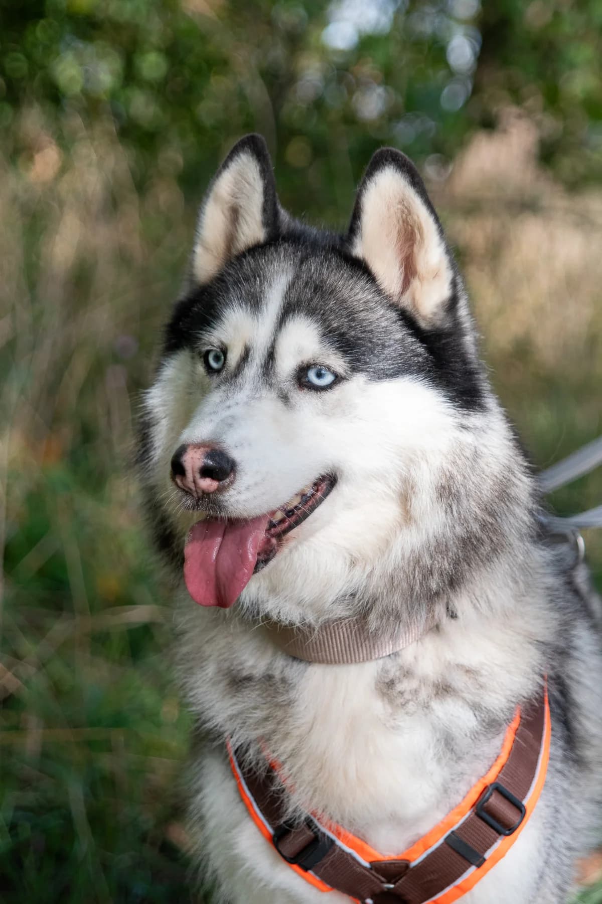 Maya, female senior Mixed Breed for adoption at Tierheim Lübbecke, Lübbecke