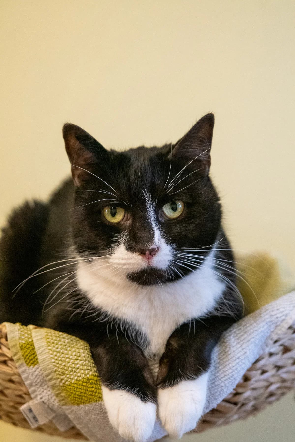 Paul *Notfall*, male 4yo Mixed Breed for adoption at Tierheim Lübbecke, Lübbecke