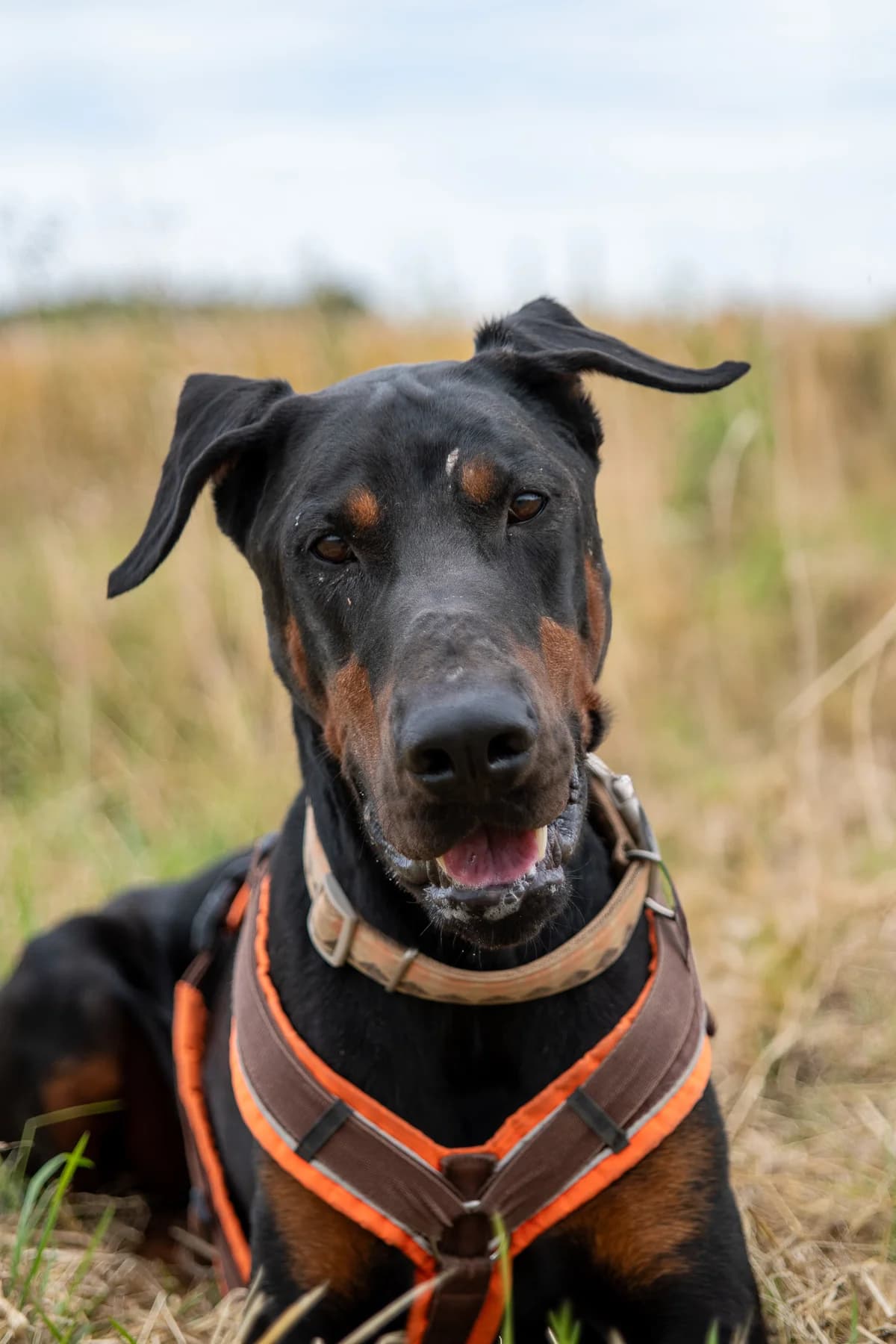 Scooby, male Mixed Breed for adoption at Tierheim Lübbecke, Lübbecke