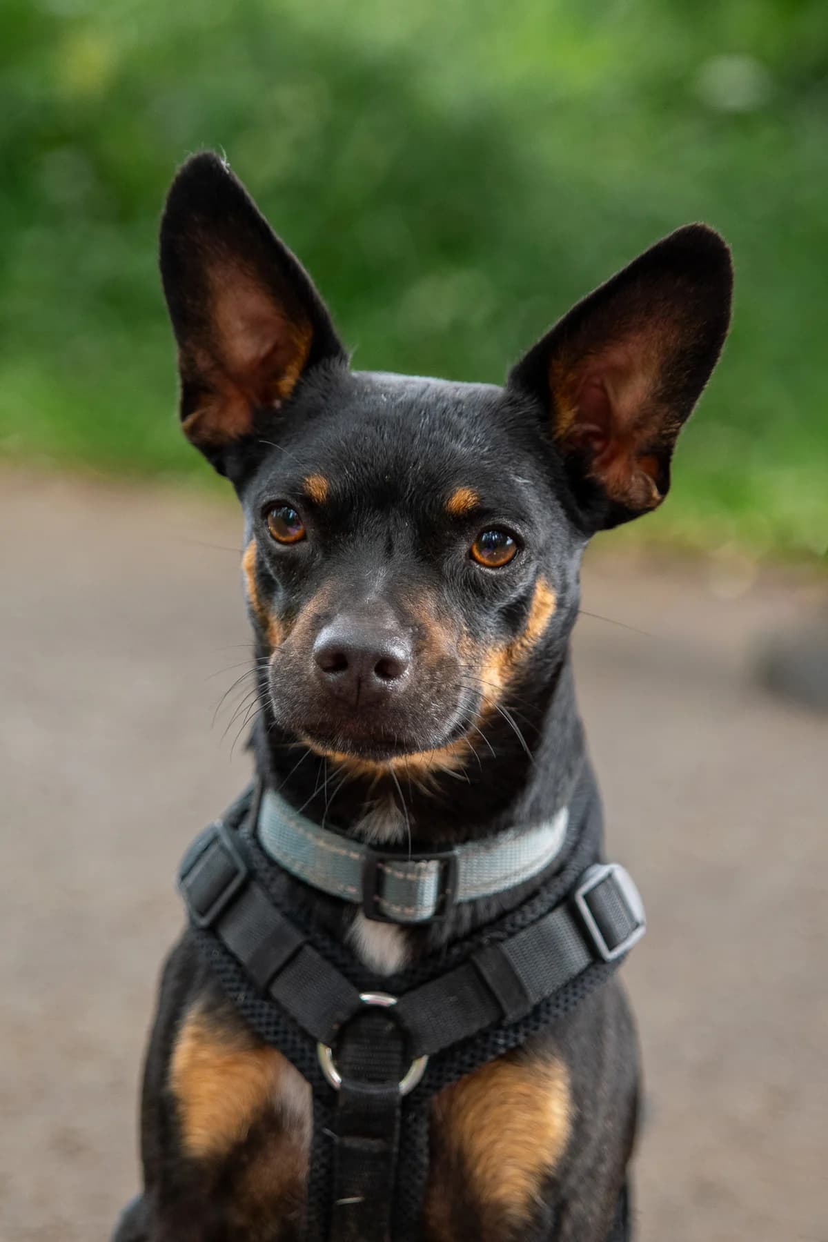 Snuggles, male Mixed Breed for adoption at Tierheim Lübbecke, Lübbecke