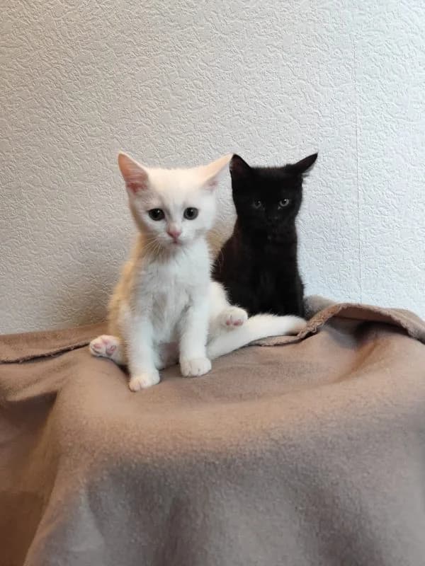 4 Kitten, puppy Mixed Breed for adoption at Tierheim Lübbersdorf