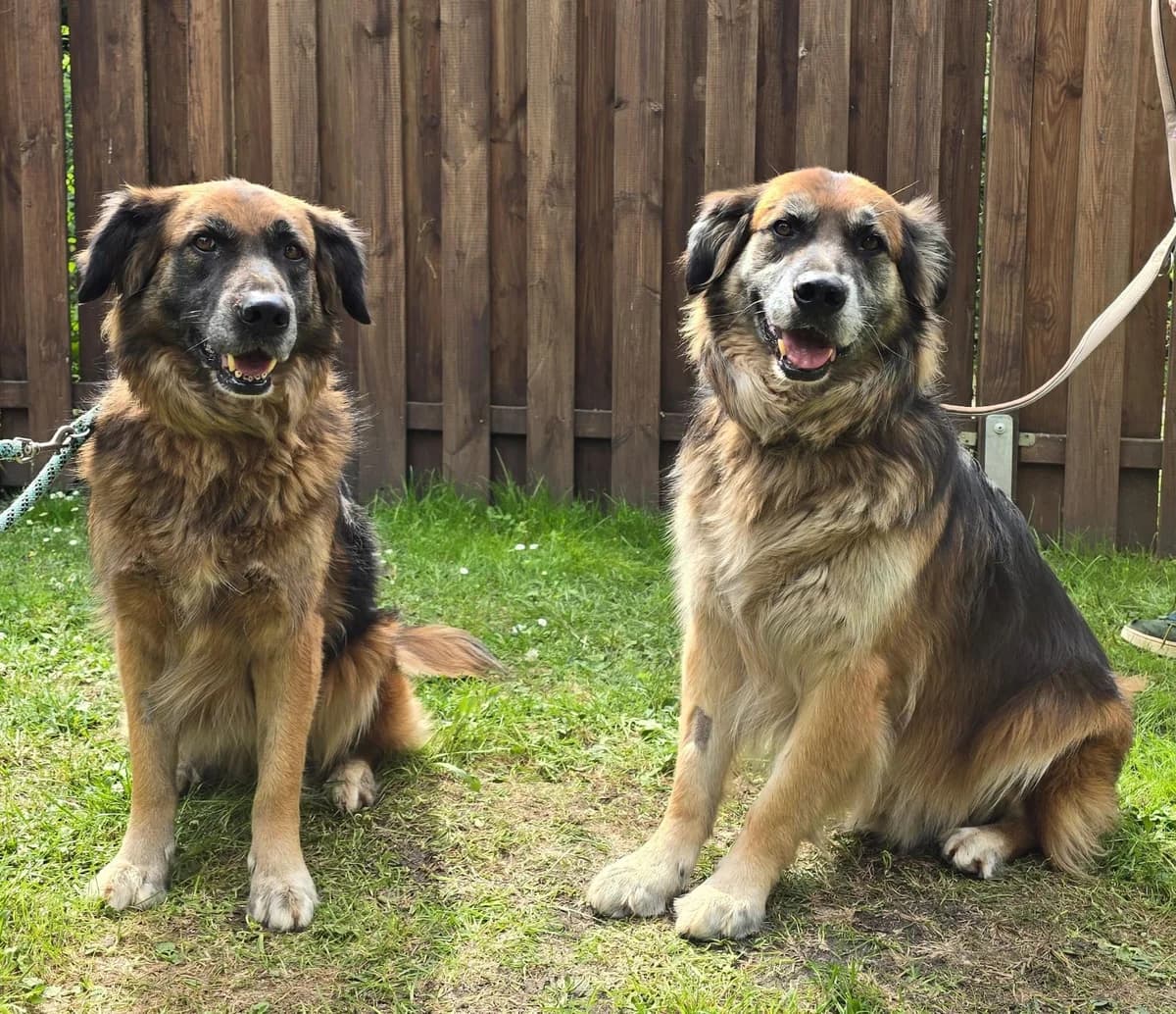 Ben Und Mina, male 6yo Doberman for adoption at Tierheim Lübbersdorf