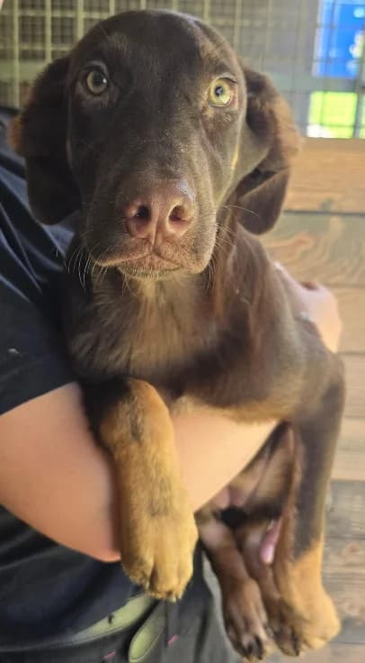 Chanti, female puppy Mixed Breed for adoption at Tierheim Lübbersdorf