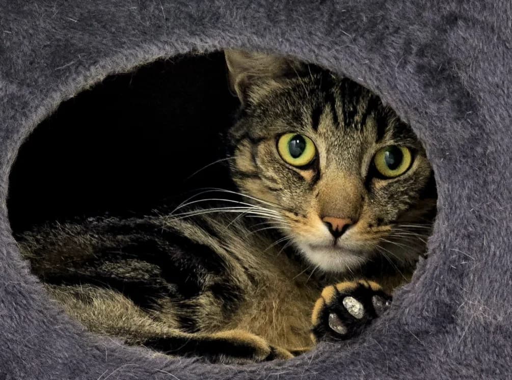 Emilio, male Mixed Breed for adoption at Tierheim Lübbersdorf