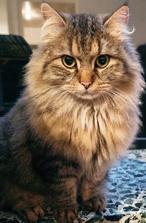 Fluffy, 3yo Mixed Breed for adoption at Tierheim Lübbersdorf