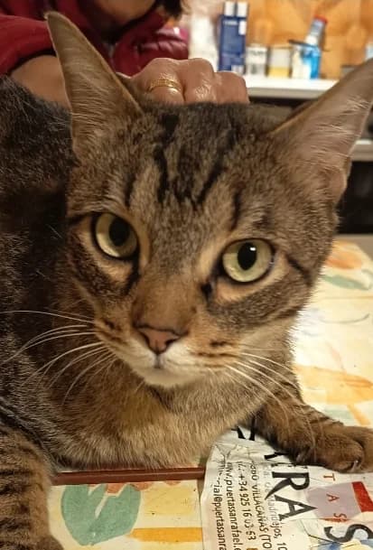 Inian, male 4yo Mixed Breed for adoption at Tierheim Lübbersdorf