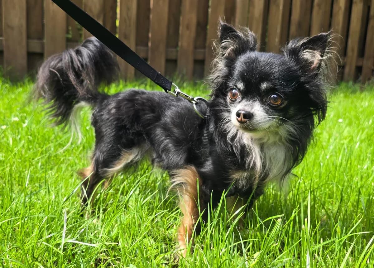 Joshi, male puppy Chihuahua for adoption at Tierheim Lübbersdorf