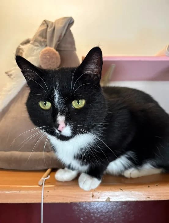 Kasimir, male 4yo Mixed Breed for adoption at Tierheim Lübbersdorf