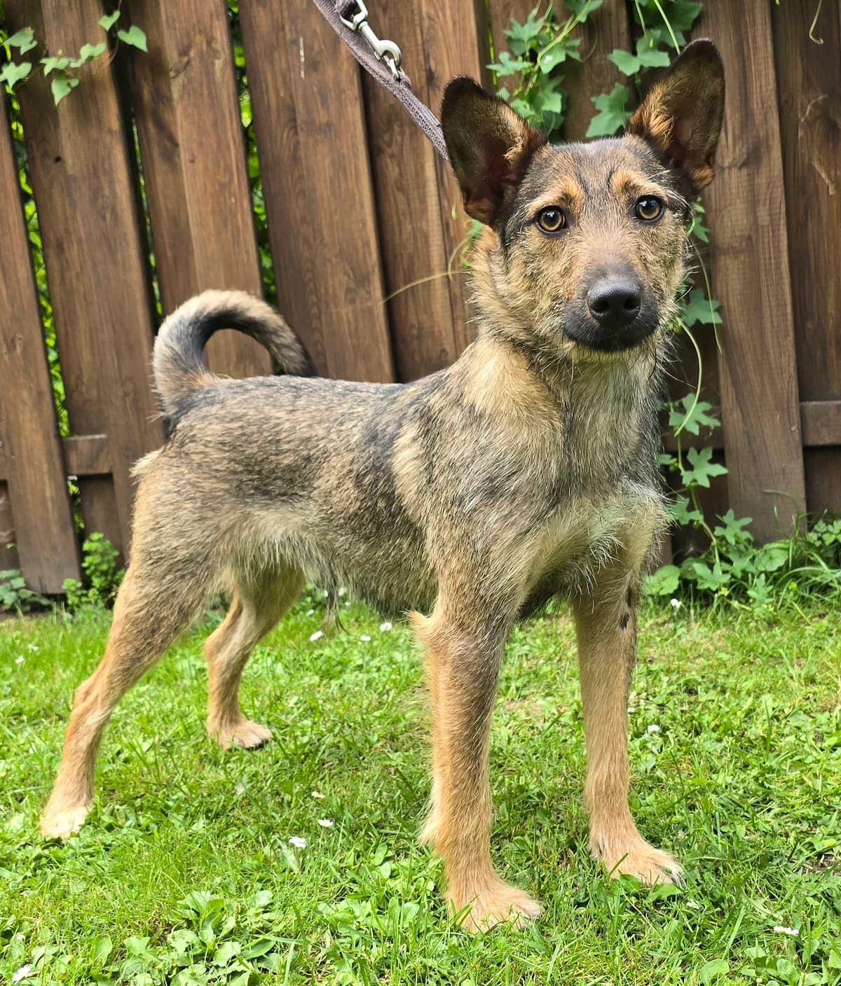 Loui, male young Mixed Breed for adoption at Tierheim Lübbersdorf