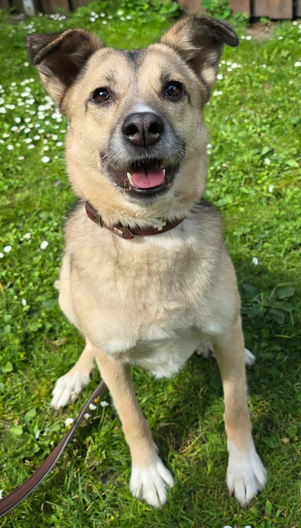Marie, female 5yo Mixed Breed for adoption at Tierheim Lübbersdorf