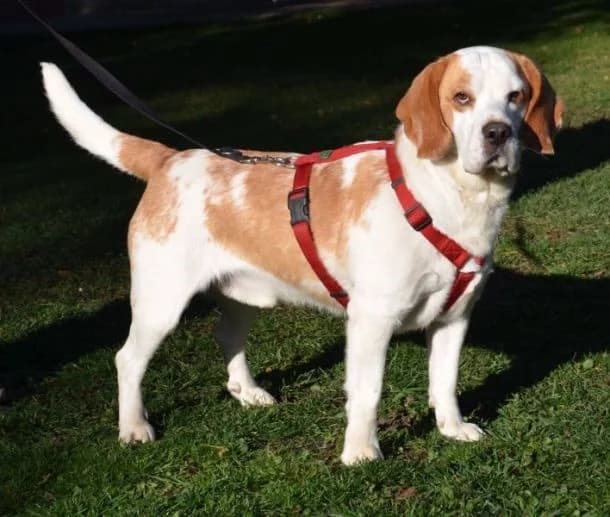 Monty, male senior Beagle for adoption at Tierheim Lübbersdorf