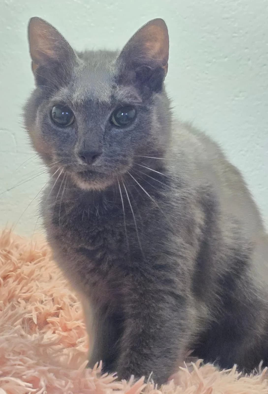 OPI, male senior Mixed Breed for adoption at Tierheim Lübbersdorf
