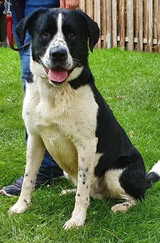 Paule, male senior Mixed Breed for adoption at Tierheim Lübbersdorf