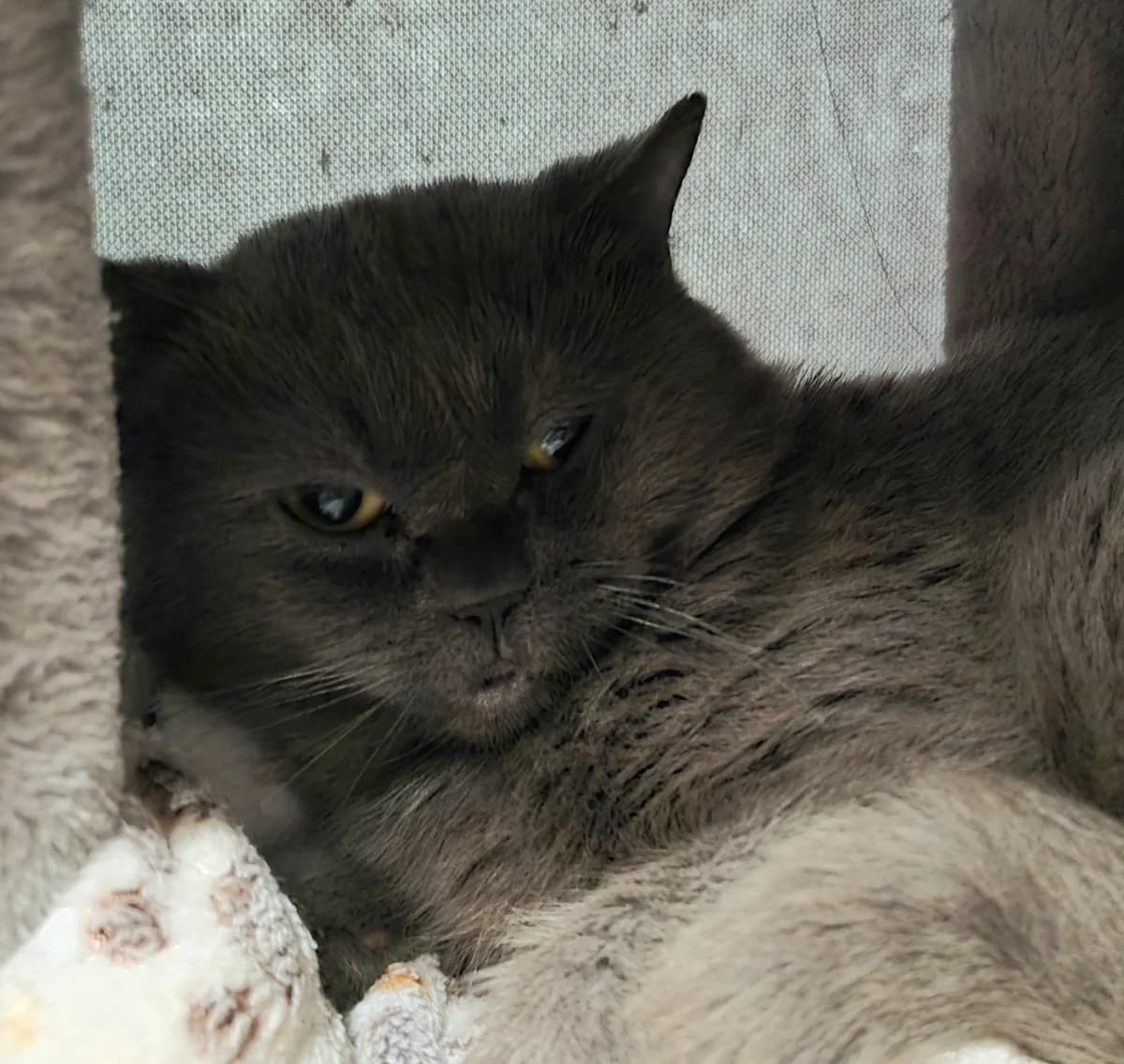 Peppo, male 3yo Mixed Breed for adoption at Tierheim Lübbersdorf
