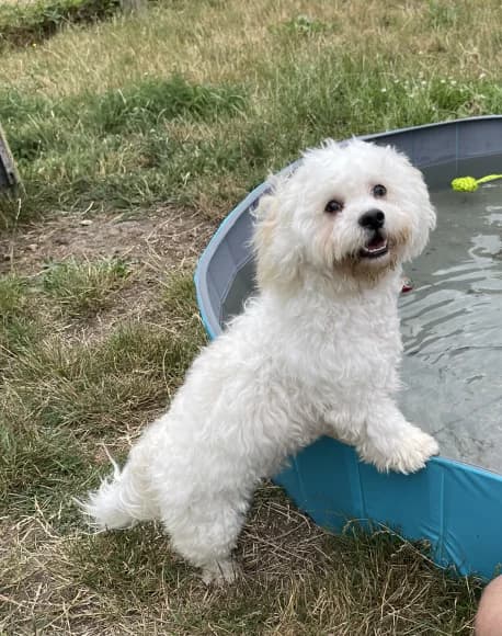 Puffy, male puppy Mixed Breed for adoption at Tierheim Lübbersdorf