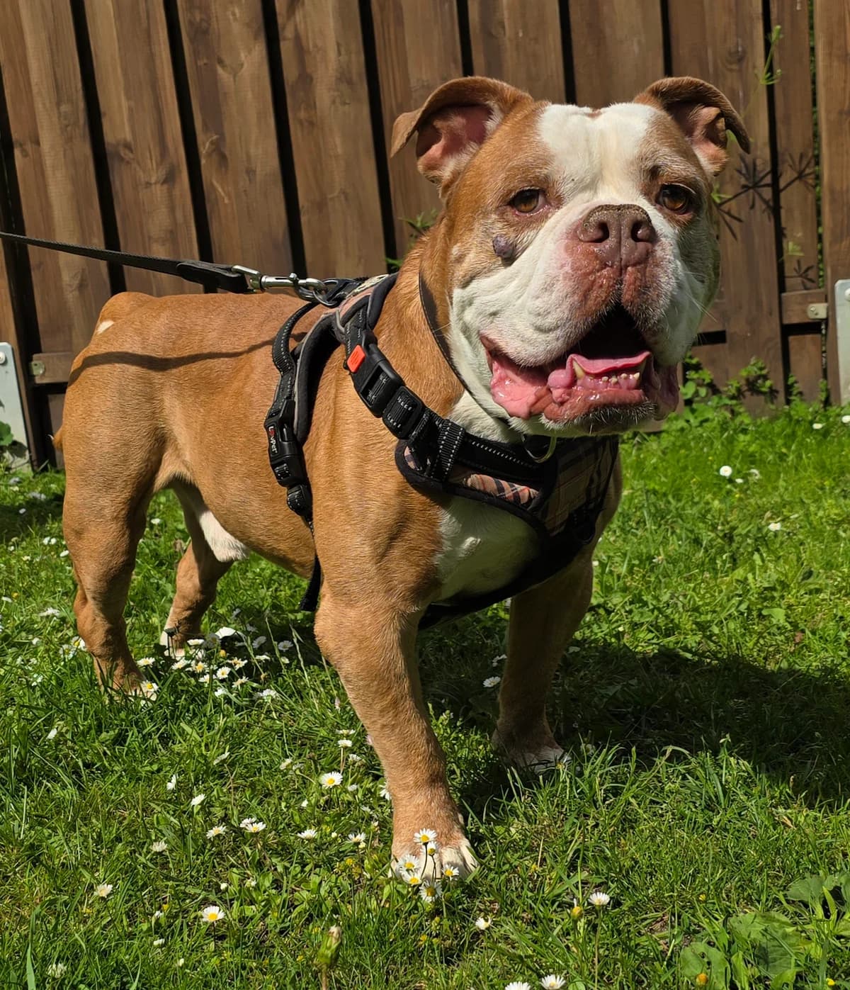 Richard Parker, male senior Mixed Breed for adoption at Tierheim Lübbersdorf