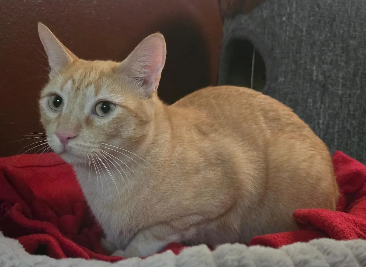 Simba Und Tigre, male young Mixed Breed for adoption at Tierheim Lübbersdorf